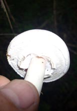 Otrovni šampinjon - mlada gljiva, zatvorena.