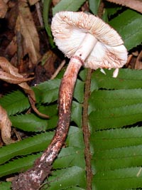 Lepiota roseifolia