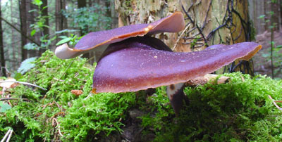 Polyporus badius - Kasni rupičar