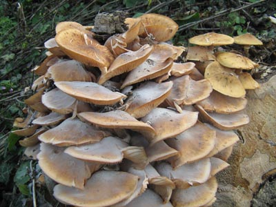 Obična puza, Medenjača - Armillaria mellea