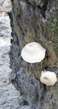 Pleurotus dryinus