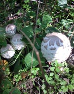 Krpasta sunčanica - mlade gljive